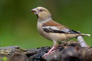 22_DSC5505_Hawfinch_splendor_100pc