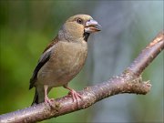 22_DSC5595_Hawfinch_lecture_81pc