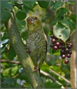 P1380681_Tenderness_of_hawfinch