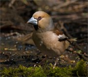 P1500931_Lady_hawfinch_75pc