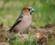 P1590413_Hawfinch_profile_in_grass_80pc_2