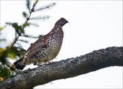 18_DSC2604_Hazel_Grouse_idle_55pc