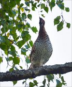 18_DSC2668_Hazel_Grouse_snack_53pc