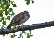 18_DSC2673_Hazel_Grouse_whistleblower_54pc