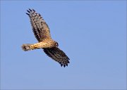 03_DSC1304_Hen_Harrier_loking_for_34pc