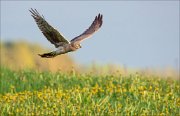 13_DSC7506_Hen_Harrier_chap_51pc