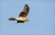 13_DSC7513_Hen_Harrier_fellow_29pc