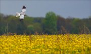 13_DSC7715_Hen_Harrier_superfluity_38pc