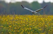 13_DSC7833_Hen_Harrier_muster_57pc