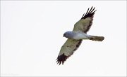 13_DSC7840_Hen_Harrier_high_43pc