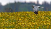 13_DSC7851_Hen_Harrier_check_60pc