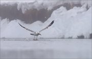 05_DSC1092_European_Herring_Gull_fisher_in_fog_60pc