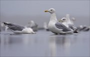 11_DSC9004_Herring_Gull_grandiloquence_52pc