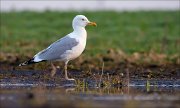 15_DSC2189_Herring_Gull_straddle_65pc