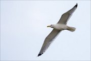 16_DSC7177_Herring_Gull_purl_36pc