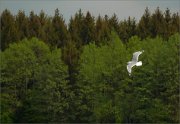 P1270113_Herring_Gull_forest_admirer_92pc