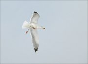 P1470725_Herring_Gull_coming_in_to_land_50pc