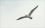 P1470744_Herring_Gull_milky_45pc