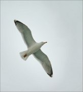 P1480022_Herring_Gull_flying_on_grey_sky_54pc