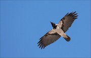 14_DSC9784_Hooded_Crow_stretch_35pc