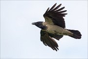 17_DSC5746_Hooded_Crow_slip_54pc