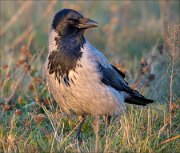 18_DSC6990_Hooded_Crow_board_78pc