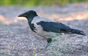 19_DSC9918_Hooded_Crow_idea_98pc