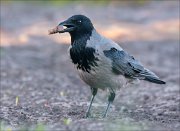 19_DSC9930_Hooded_Crow_bread_83pc