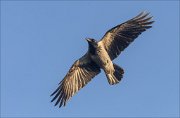 24_DSC0918_Hooded_Crow_shift_43pc