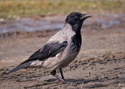 P1480862_Hooded_Crow