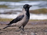 P1480863_Hooded_Crow