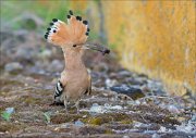 12_DSC5742_Hoopoe_pupa_56pc