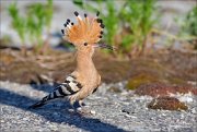 12_DSC5762_Hoopoe_caterpillar_83pc