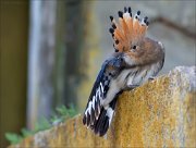 12_DSC5803_Hoopoe_first_wings_34pc