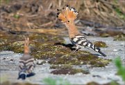 12_DSC5837_Hoopoe_luring_66pc