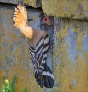 12_DSC5879_Hoopoe_dearth_96pc