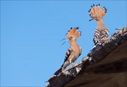 12_DSC5971_Hoopoe_adults_arguing_62pc