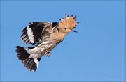 12_DSC5980_Hoopoe_approach_58pc