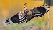 12_DSC5993_Hoopoe_delivery_68pc