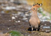 12_DSC6006_Hoopoe_length_48pc