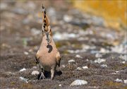 12_DSC6034_Hoopoe_hitch_51pc