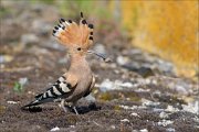 12_DSC6053_Hoopoe_treat_58pc