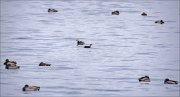 21_DSC4441_Horned_Grebe_siege_48pc