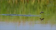 04_DSC0956_House_Martin_gulp_59pc