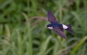 11_DSC3192_House_Martin_over_grass_12pc