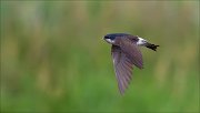 11_DSC3247_House_Martin_with_bristle_39pc