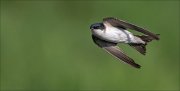 11_DSC3422_House_Martin_rashness_21pc