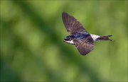 11_DSC3525_House_Martin_blackish_30pc