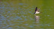 11_DSC6310_House_Martin_one_swallow_26pc