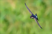 12_DSC8188_House_Martin_ladybug_52pc